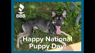 BBB | National Puppy Day