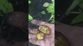 Container planting potatoes