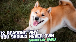 12 Reasons Why You Should Never Own a Shiba Inu 🐾