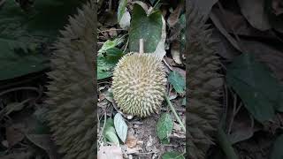 wow ada durian lagi sendiri