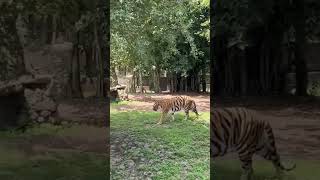 Chandigarh Zoo🐅🐅