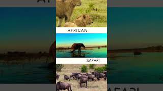 African Safari, Travel, vacation & Holiday.🐘🐆🦒 #safari #wildlife #travel