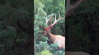 Bull Elk Eats the Velvet He is Shedding Off His Antlers