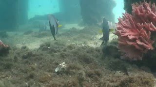 Blue heron bridge dive 5/11/16 MVI 0047