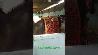 cattle festival season at falaknuma | Agri News