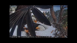 Recapvideo Switcharoos 🦅🦅 Deliveries 🌾 Flying in and Flying out 🌲 Cam 1 and 2 🎬 1/19/2023