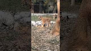 Watch live tiger 🐅 walking in the jungle 😳