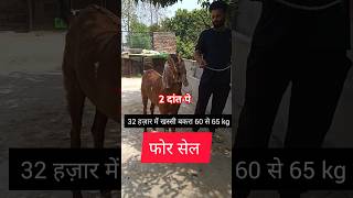 2 दांत पे खस्सी 60 से 65 केजी फोर सेल #youtubeshorts #trendingshorts#shortsvideo#वायरल