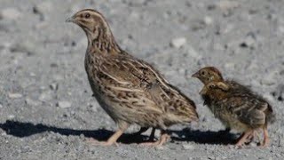 صوت السمان/بٹیر کی خوبصورت بولی|best voice of common quail #quailvoice #quailbirds #quail65 #birds