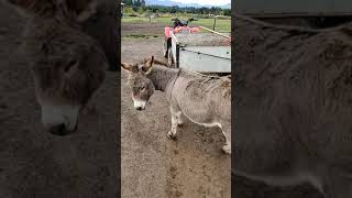 Donkey Scratching