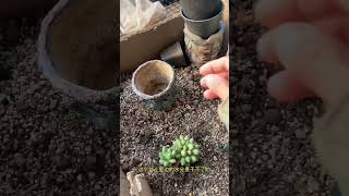 Beautiful Succulent planting Diy