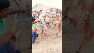 top gir breeding farm in haryana Naloi