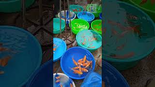 FANTASTIC | GOLD FISH | VARIETIES | AQUARIUM FISH | GALIFF STREET | KOLKATA | AUGUST 2023