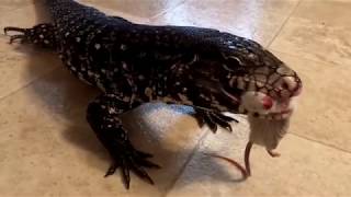 Watch a Tegu eat mice