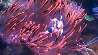 Darwin Clownfish and Porcelain Crab in a RBTA