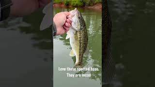 Lake Hartwell Spots are a blast to catch. #bassfishing #spottedbass #oneobjective #fishing