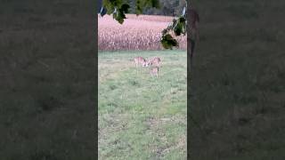 A Nice Piebald Buck Sparring with a Smaller Buck #shorts #deer #hunting #archery #wildlife #outdoors