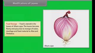 Morphology of Flowering Plants Leaves