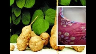 How to make breasts grow using Pueraria Mirifica