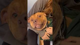 Visiting His Shelter Heroes ❤️ #pitbull #dogshorts #dog #youtubeshorts #doglover #shorts