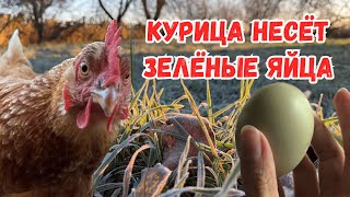 ГОЛУБЫЕ ЯЙЦА КУРИЦЫ | МЕЧТА ИСПОЛНИЛАСЬ | ОСЕННИЕ РАБОТЫ | ЖИЗНЬ В ДЕРЕВНЕ | КУПИЛИ ДОМ В ДЕРЕВНЕ