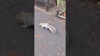 Fearless Squirrel in Queen Park #scotland #glasgow #queenspark #squirrel