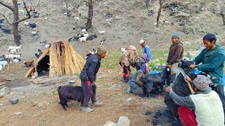 Himalayan Sheep Shepherd Life | Nepal | Shepherd Food Cooking & Eating | Real Sheep Shepherd Life |