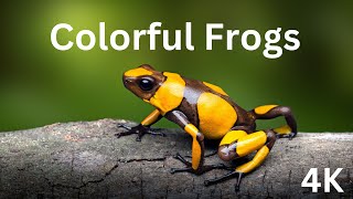 Beautiful And Colorful Frogs