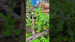 ছাদবাগানে পটল চাষ 😍 Parwal @RooftopGarden  #parwalrecipe #potol #rooftopgarden #tending #viralvideo