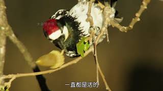 Woodpecker Uses Tree as Granary, Squirrel Next Door Gets Up To No Good