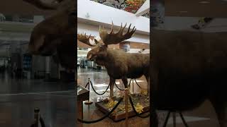 Moose at Alaska. Airport.  They are enormous.