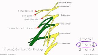 Lumbar Plexus - Structure and Branches - Anatomy Tutorial