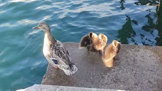 Cute ducklings on the lake and mommy duck