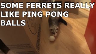 Some Ferrets Really Like Ping Pong Balls