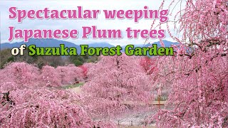 Spectacular weeping Japanese Plum trees of Suzuka Forest Garden (Official Video)