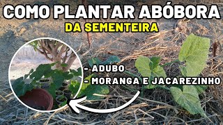 Sítio 47 - como plantar abóbora moranga e jacarezinho na primavera - da sementeira e com adubo