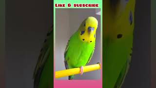 Budgie sometimes like to stand in one leg! #birds #viral #shorts #parrot #parakeet