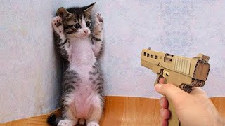 ПРИКОЛЫ С ЖИВОТНЫМИ ДО СЛЕЗ / Смешные КОТЫ 2022 / Приколы с КОТАМИ / Funny ANIMALS video