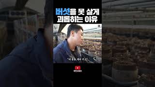 괴롭히는 이유