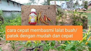 cabe!! cara membasmi dan mengatasi lalat buah/patek dengan cepat dan mudah