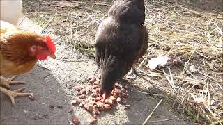 Deliciosos Gusanos para mis Gallinas