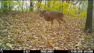 Mature buck