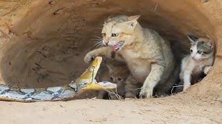 FEARLESS CATS 😹 Badass Cats (Part 4) [Funny Pets]