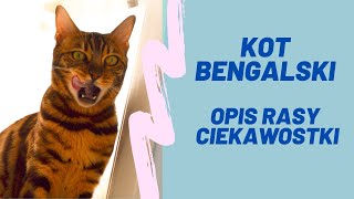 Kot bengalski opis rasy i ciekawostki/ Bengal cat