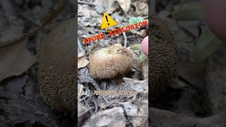 SLO-MO Puffball explodes!  #nature #forage #mushroom #puffball #puff #ball #wildfood #ediblemushroom