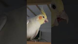 Bakht is toooooooooo adorable 😍  #cockatielqueen #birds #parrot #cockatoobird #cockatiel #cute