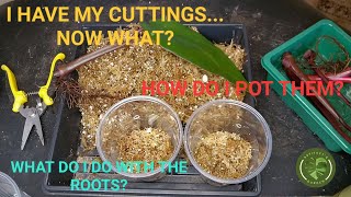 Part 2 - Potting up the cuttings you've taken