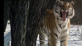 WILDLIFE DOKU  Der Tiger König der Taiga AKTEDOKU HD