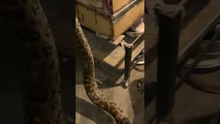 Anaconda python snake rescue in Indian  soDangerous snakein Indian be careful #snake #sagar_sahu_0 ￼