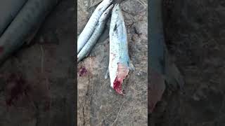 😱🤯🙀 My King fish Eat #Barracuda#Fish 🐠🐠🐠